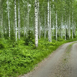 Finlandia, Savonlinna, dirt road in a birches forest