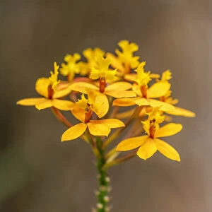 Fire-star Orchid