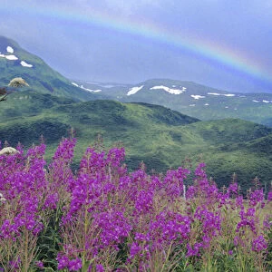 Fireweed & Rainbow, distant snow covered mountain, Kodiak National Wildlife Refuge