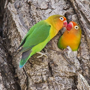 Two Fischers Lovebirds (Agapornis fischeri) nuzzle eachother, Ngorongoro Conservation Area