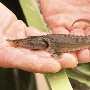 A fish farm nursery for breeding sturgeon with a small young fish fry spawn in the