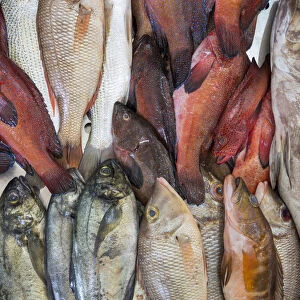 Fish market in Mercado Municipal di Praia in Plato. The capital Praia on Santiago Island