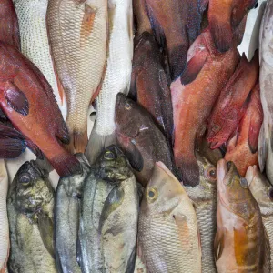 Fish Market Print in Praia, Cape Verde Fish Market Print in Praia, Cape Verde