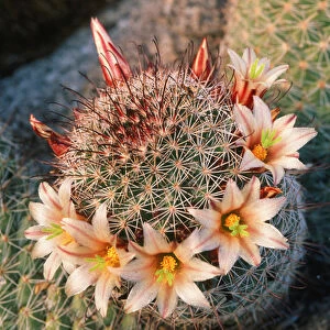 Fishhook cactus (Mammillaria dioica) in bloom, Anza-Borrego Desert State Park, California