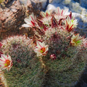 Fishhook Cactus (Mammillaria microcarpa) blooming in Plum Canyon, Anza-Borrego Desert State Park