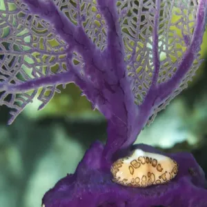 Una caracol de lengua de flamenco sube a través de un coral suave irisado púrpura en el agua bajo. Una caracol de lengua de flamenco sube a través de un coral suave irisado púrpura en el agua bajo.