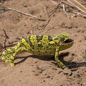 Flap-necked chameleon (Chamaeleo dilepis dilepis) walking through vegetation and sand in Botswana