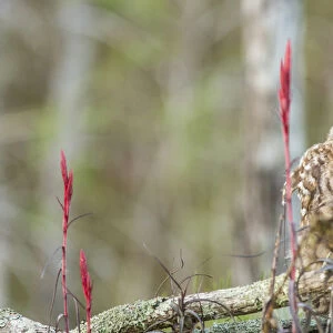 Fledgling barred owl (Strix varia) in Everglades National Park, Florida, USA