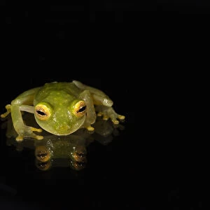 Fleischmanns Glass Frog(Hyalinobatrachium fleischmanni) CAPTIVE