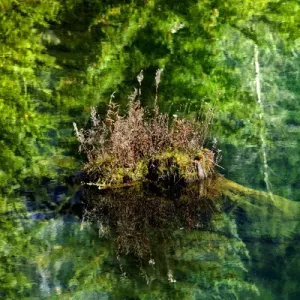 Floating Rock on Green Tree Reflection Garden Abstract Gold Lake Snoqualme Pass Washington