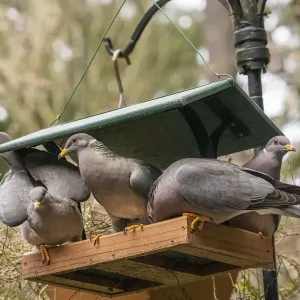 Flock of Band-tailed Pigeons cramming into a birdfeeder Flock of Band-tailed Pigeons cramming into a birdfeeder