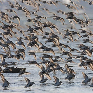 Flock of dunlins alighting during migration