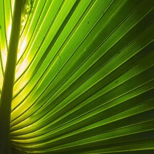 Florida, Backlit Palm Tree Leaf
