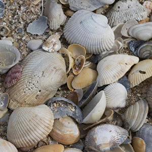Florida beach shells