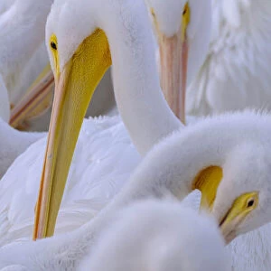 Florida, pelicans