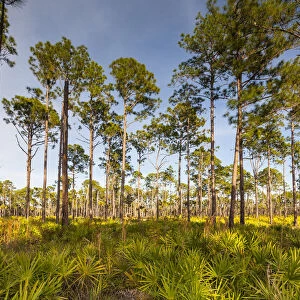 Florida. pine forest is maintained by periodic, low intensity fires