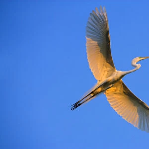Florida, St. Augustine. Great egret in flight at sunset. Credit as: Jim Zuckerman