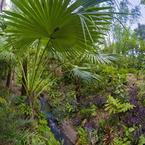 Florida, Tropical Garden with Palm Frond