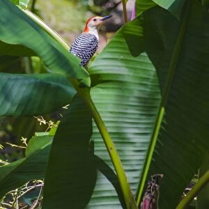 Florida, Woodpecker among Banana Leaves