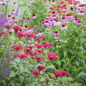 Purple Coneflowers, Red Bee Balm, and Purple Lythrum Print Purple Coneflowers, Red Bee Balm, and Purple Lythrum Print