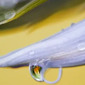 Flower petal with drop and reflection. Credit as: Nancy Rotenberg / Jaynes Gallery / DanitaDelimont