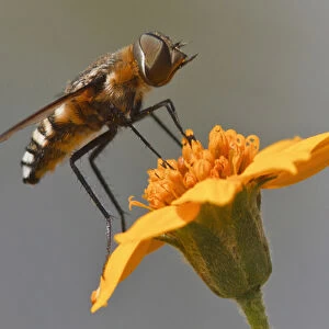 Fly resting on wildflower, Edinburg, Texas