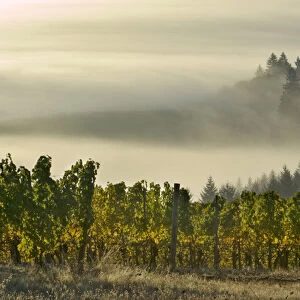 Fog pools in the Willamette Valley with Douglas firs poking out as seen from Maresh