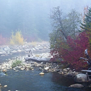 Foggy autumn, Nason Creek, Wenatchee National Forest, Washington State, USA