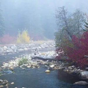 Foggy autumn, Nason Creek, Wenatchee National Forest, Washington State, USA Foggy autumn, Nason Creek, Wenatchee National Forest, Washington State, USA
