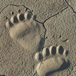Footprints of adult coastal grizzly bear (ursus arctos). Lake Clark National Park, Alaska Footprints of adult coastal grizzly bear (ursus arctos). Lake Clark National Park, Alaska