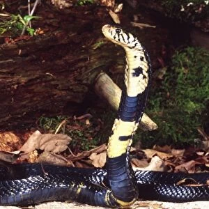Forest Cobra, Naja melanoleuca, Native to Central Africa