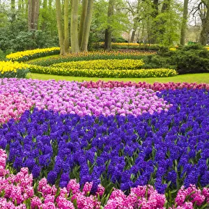 Forest and flowers in the Keukenhof Gardens