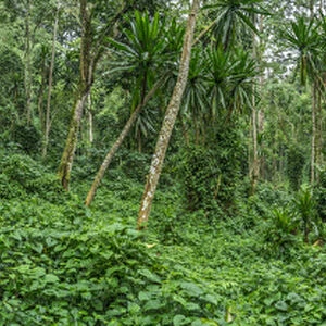 Forest interior. Bwindi Impenetrable Forest. Uganda