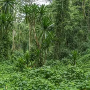 Forest interior. Bwindi Impenetrable Forest. Uganda