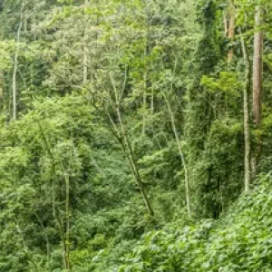 Forest interior. Bwindi Impenetrable Forest. Uganda