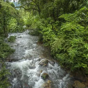 Forest interior. Bwindi Impenetrable Forest. Uganda