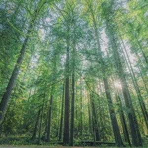 Forest in Mount Rainier National Park Forest in Mount Rainier National Park