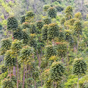 Forest in the mountain, East Java, Indonesia