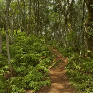 Forest, Takitoa Ridge Track, Raemaru Mountain, Rarotonga, Cook Islands, South Pacific
