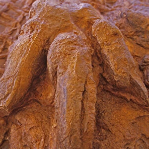 Fossilized dinosaur track on display in St George, Utah, USA