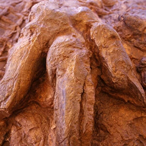 Fossilized Dinosaur Track in St George Utah