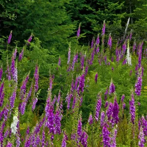 Foxglove, south side, Mount St. Helens National Monument, Washington State, USA Foxglove, south side, Mount St. Helens National Monument, Washington State, USA