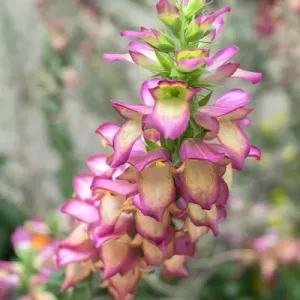 Foxglove, USA