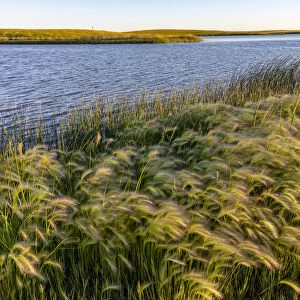 Foxtail barley along Medicine Lake National Wildlife Refuge, Montana, USA