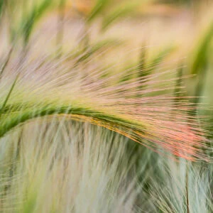 Foxtail barley near Regent, North Dakota, USA