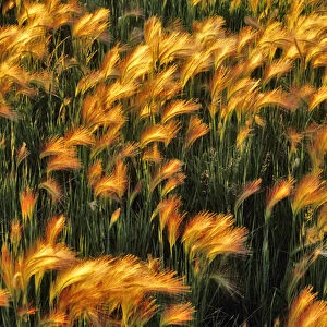 Foxtail Barley in North Dakota