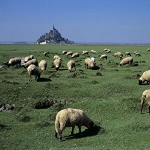 France, Brittany, Normandy, Manche, Ille et Vilaine, Mont Saint Michel, grazing sheep
