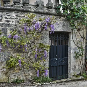 France, Cajarc. Wisteria covered stone wall and doorway