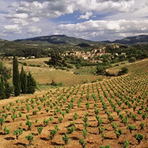 France, Darban-Corbieres, Aude, Languedoc, View of Corbieres vineyard