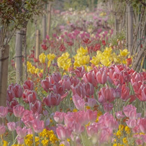 France, Giverny. Tulips in Monets Garden. Credit as